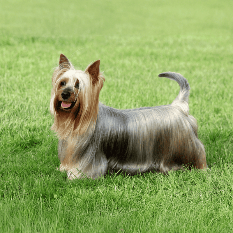 Cute Yorkshire Terrier dog on green grass, showing a happy and playful demeanor.
