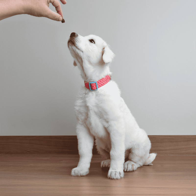 Cute white puppy eagerly receiving a treat.