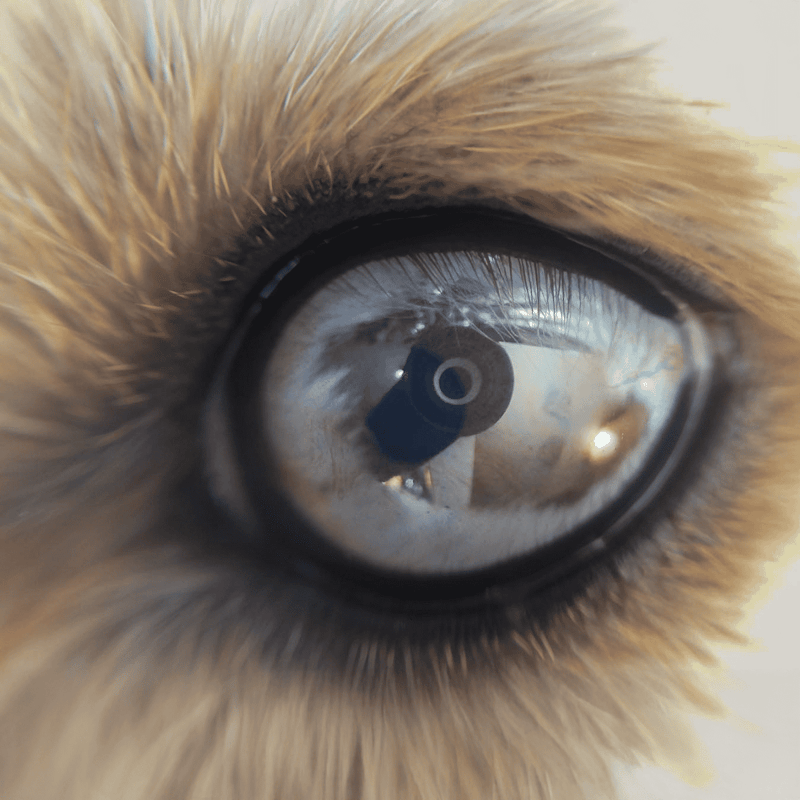 Close-up of a dog's eye showing sharp details, eyelashes, and fur around the eye.