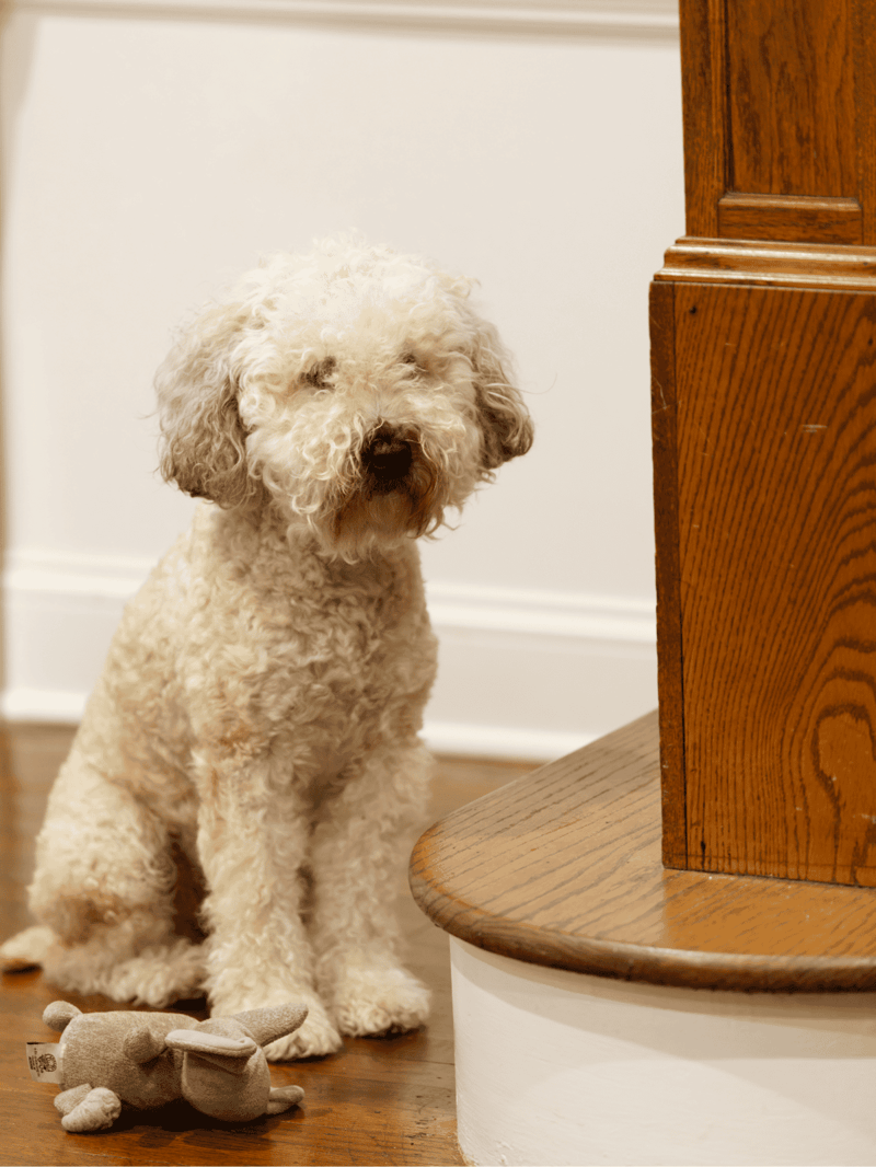 Adorable curly-haired dog indoors with favorite dog toy on hardwood floor.