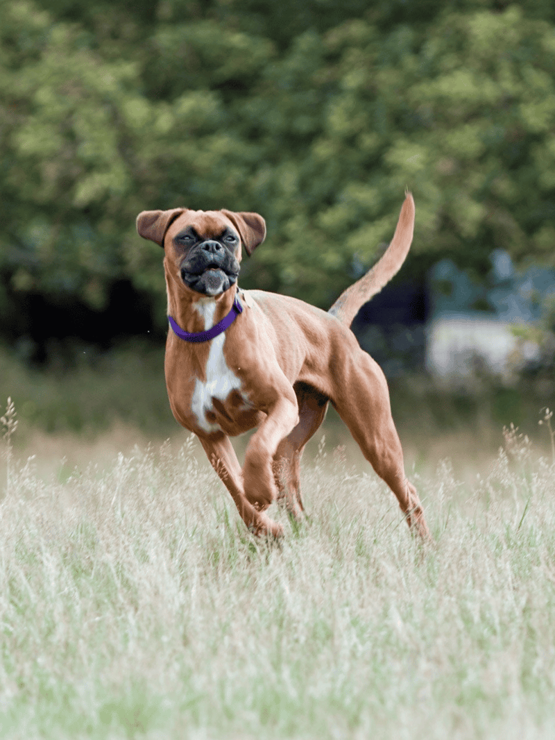 Dog running and playing in a grassy field on a sunny day.