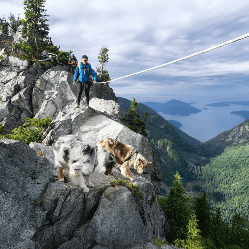 Hiking with dogs on rugged mountain trail, scenic view of valley and lake below.