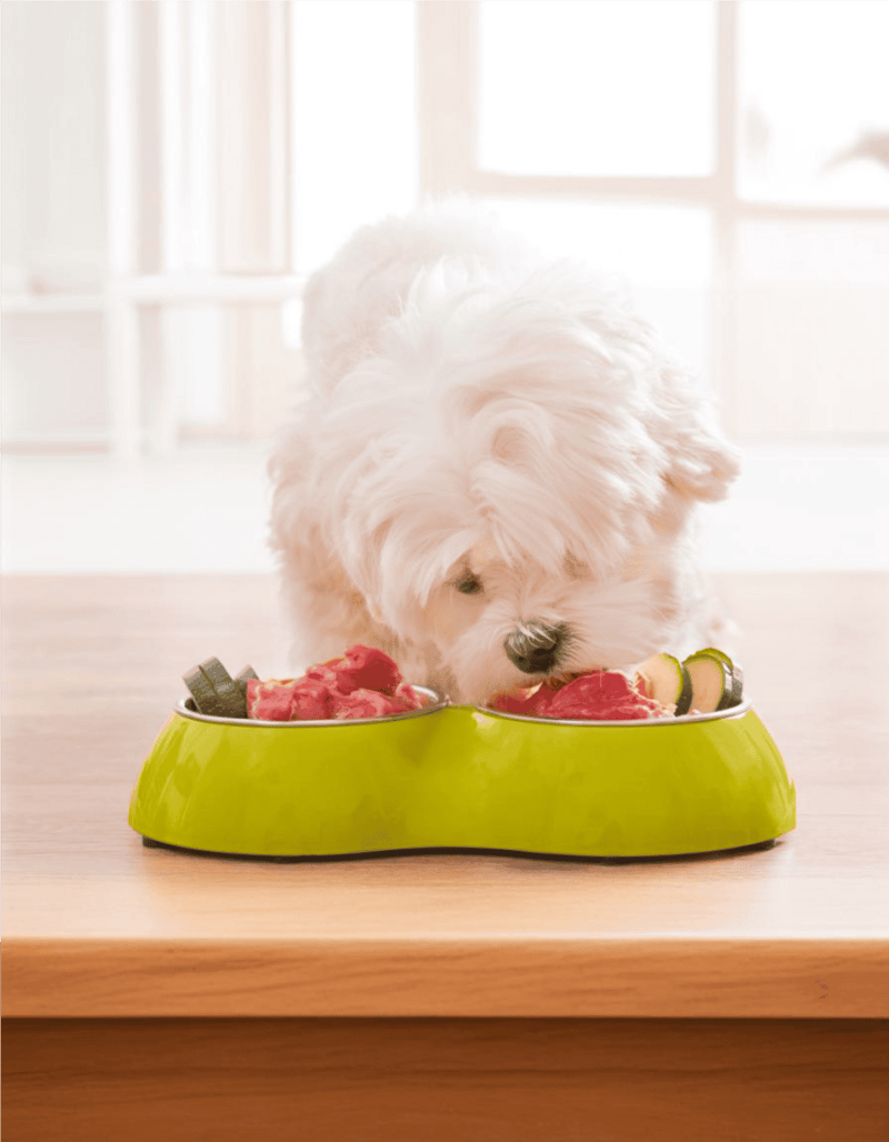 Cute puppy eating fresh meat from a green dog bowl.