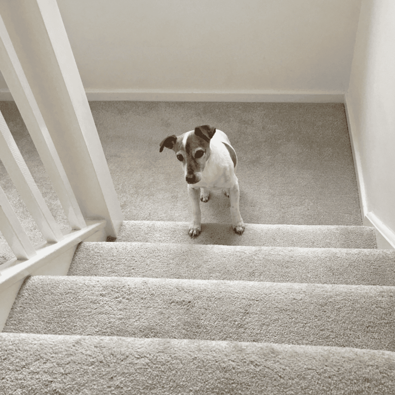 Cute small dog sitting on carpeted staircase, looking up with curious eyes, safe pet at home, dog safety tips, staircase rescue photo.