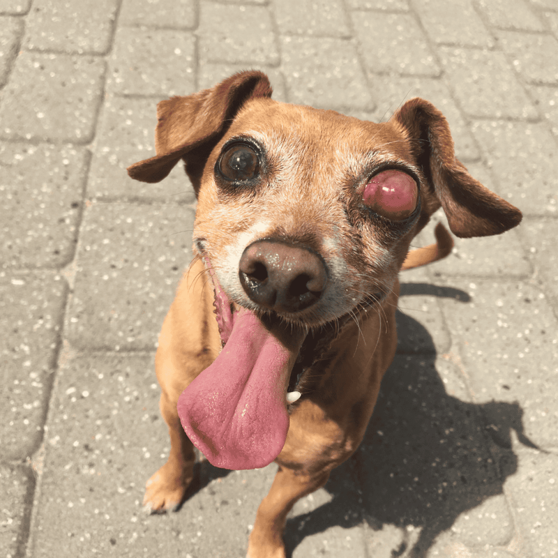 Adorable dog with one eye affected by a condition, looking happy outdoors.