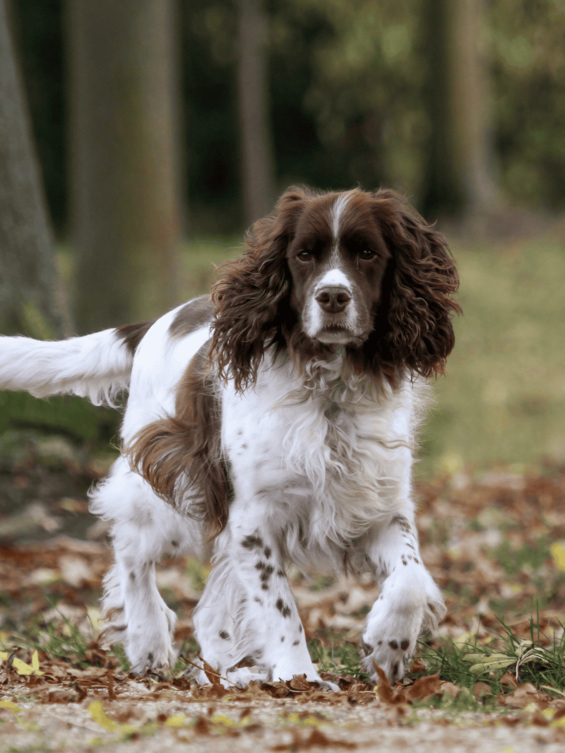 Dog walking in nature, springtime outdoor activity.