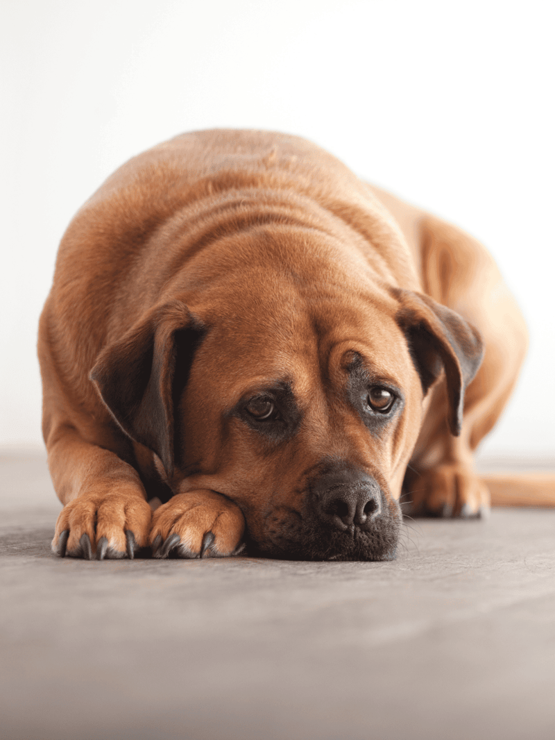 Fluffy brown dog lying on the floor, sad and resting, cute pet.