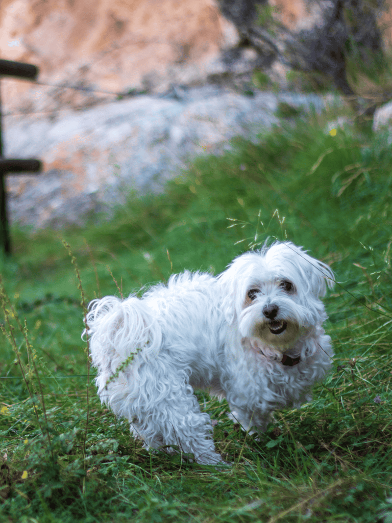 Adorable small dog exploring grassy area with rocks, enjoying outdoor adventure and exercise.