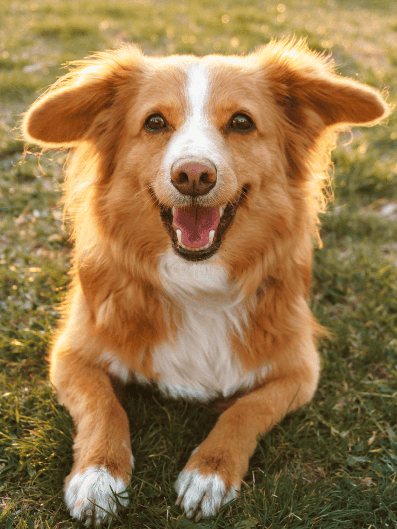 Happy dog enjoying outdoor playtime, showcasing loyalty, friendly mix breed dog, perfect for pet lovers.