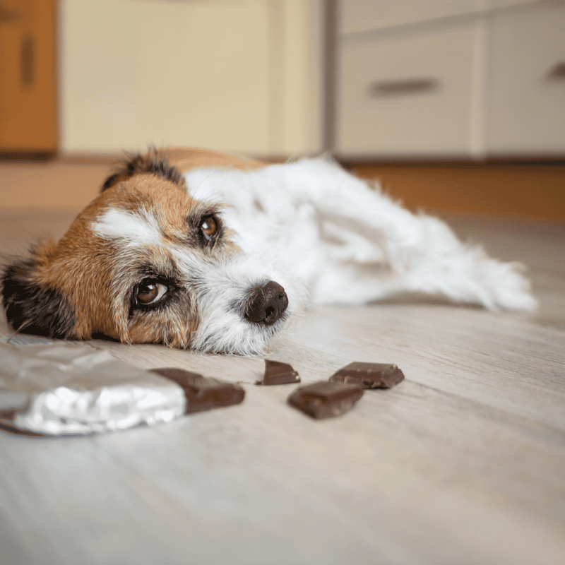 Adorable dog lying on the floor near fallen chocolate pieces, looking sad and helpless.