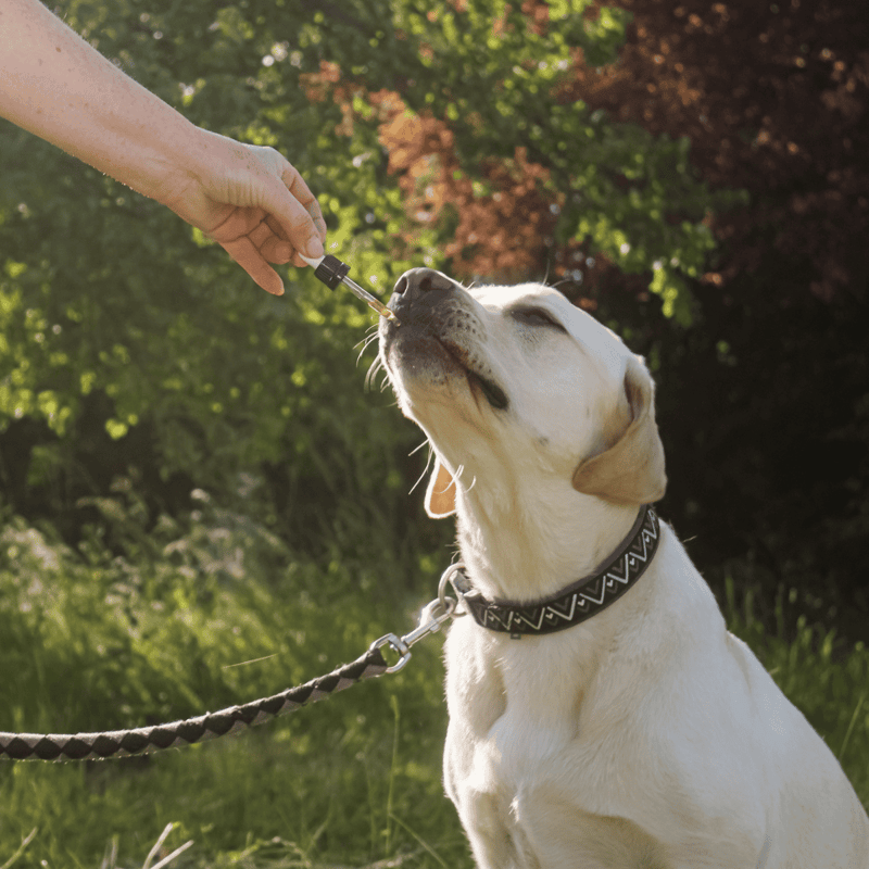 Dog getting liquid medicine from owner outdoors in a park.