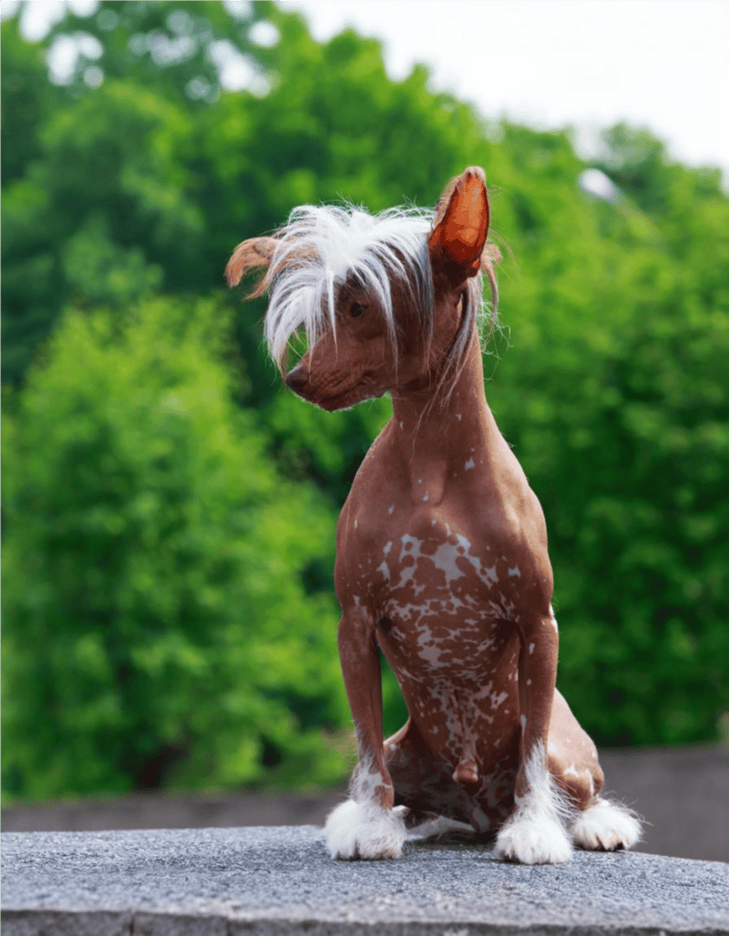 Adorable dog with blonde and brown fur, styled with a shaggy face and long hair on head, outdoors in greenery.