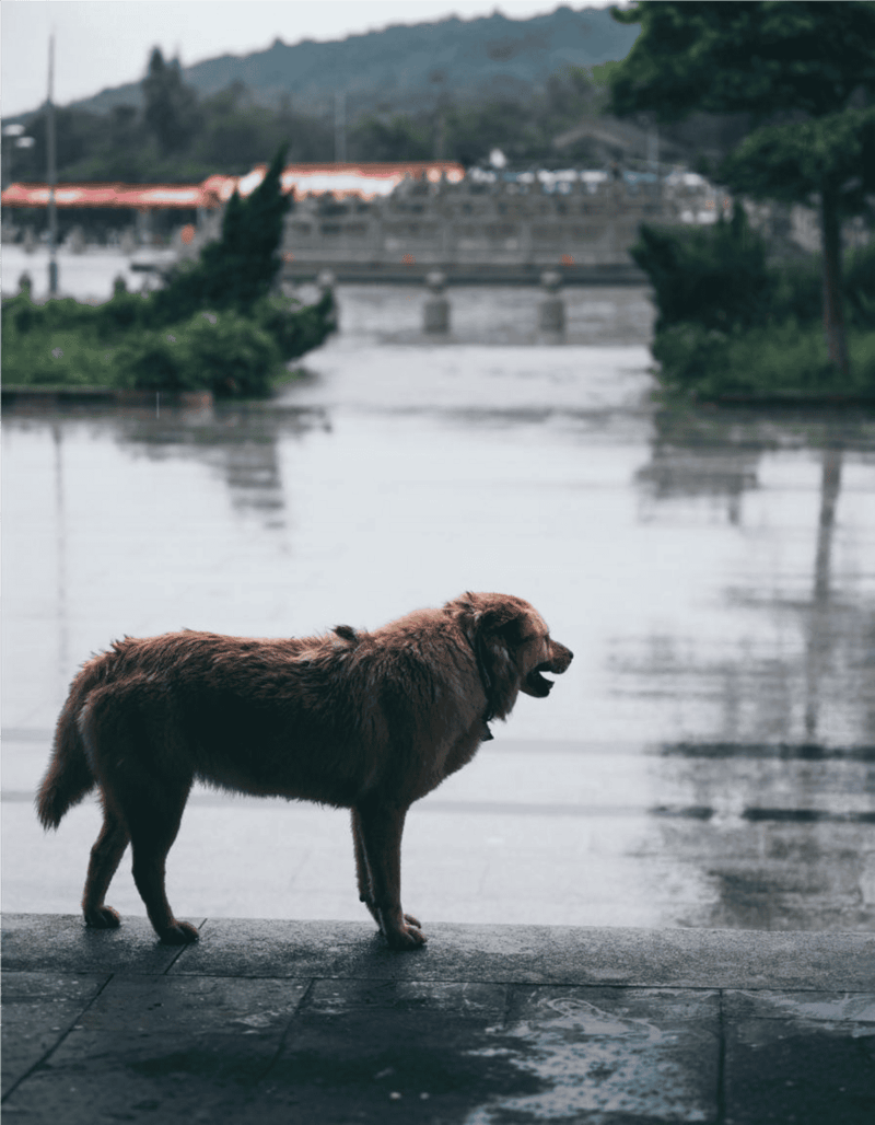 A brown dog stands on a wet surface by a river, gazing at the water under overcast skies.
