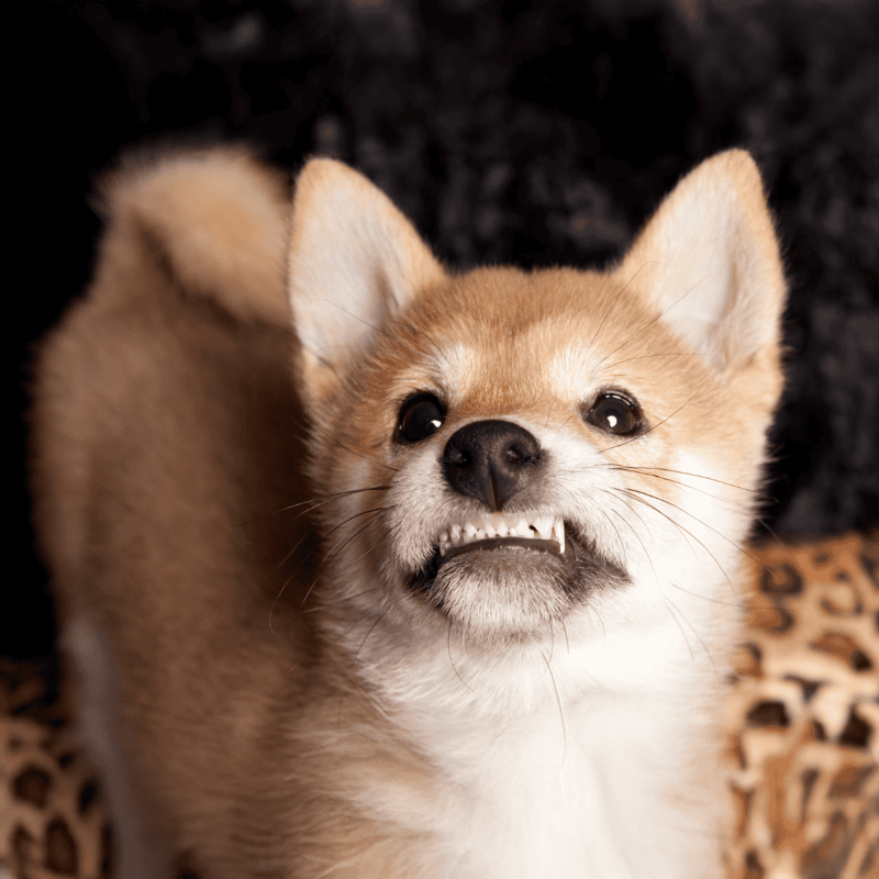 Adorable Shiba Inu with playful expression, showcasing teeth for pet health and training.