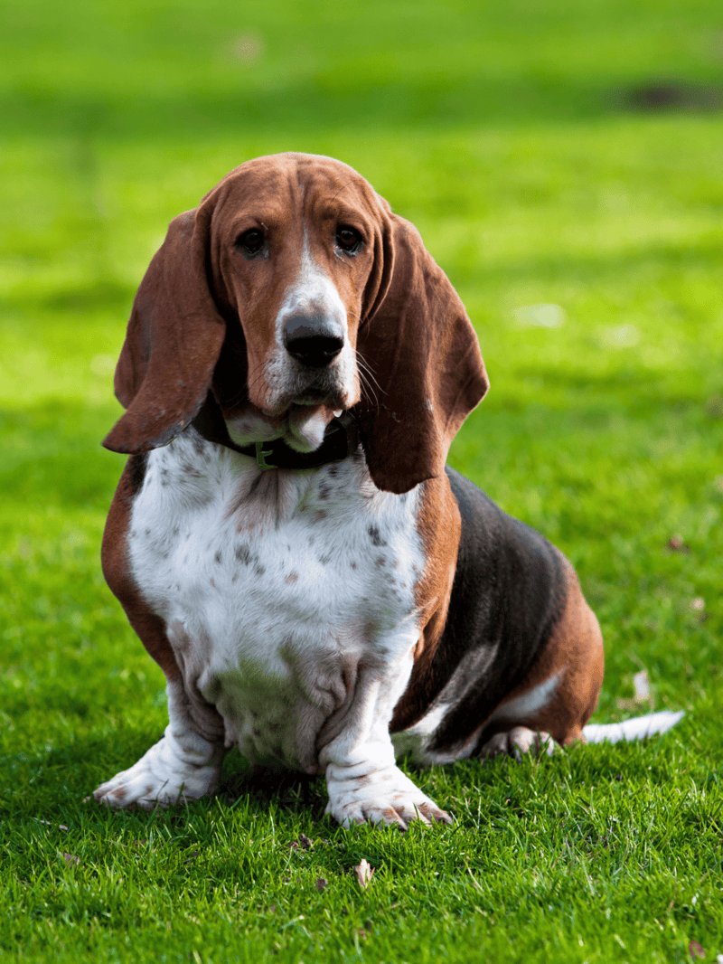 Adorable Basset Hound puppy with long ears, sitting on lush green grass, capturing the essence of dog care and pet love.