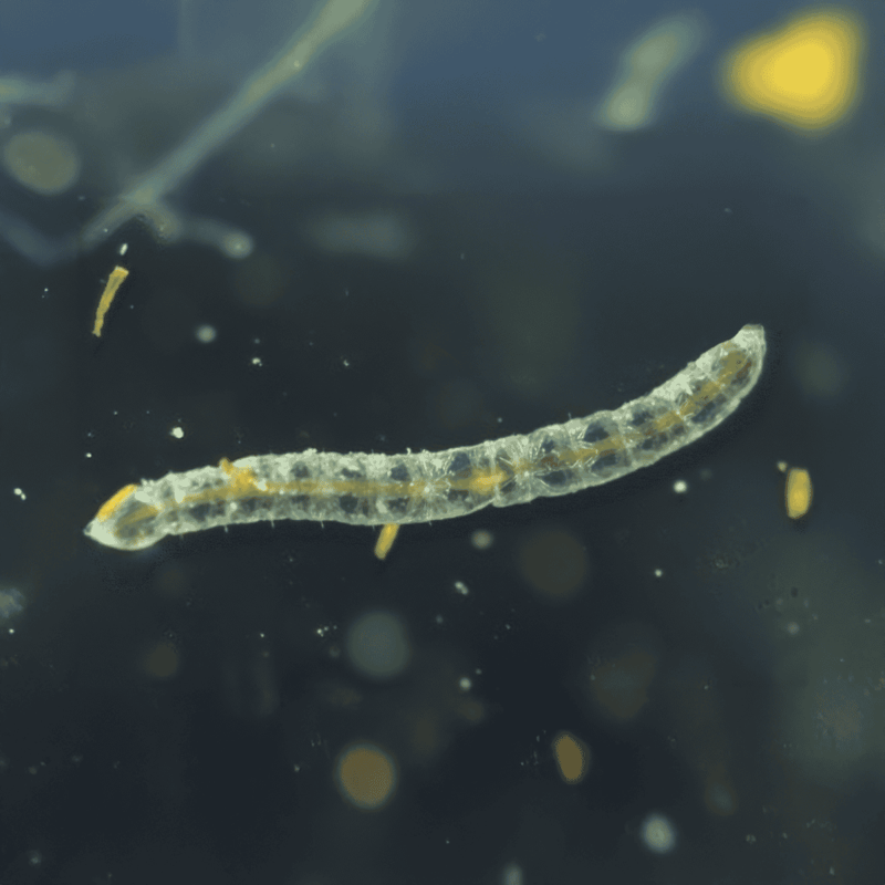 Close-up of a small transparent aquatic larva in water, revealing details of its segmented body and tiny appendages.