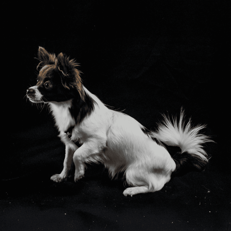 Adorable small dog sitting on black background, looking curious. Perfect for dog care and pet grooming tips.