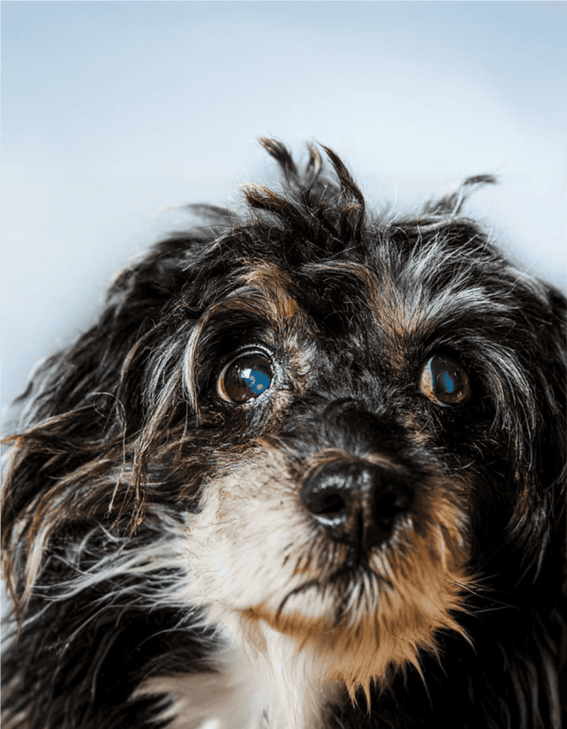 Cute dog looking at camera.