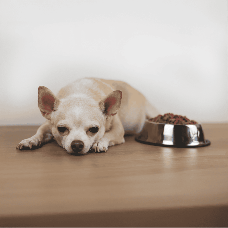 Dog lying near food bowl, dog feeding, pet care, dog health, pet nutrition.