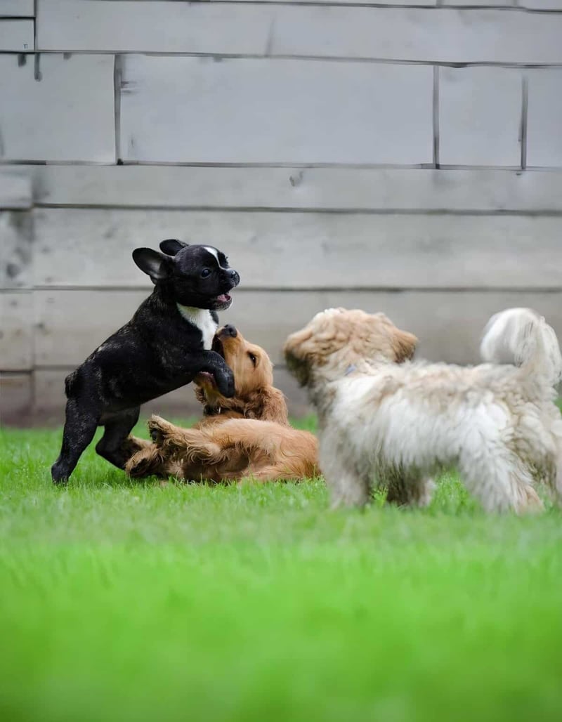 Cute puppies playing together, dog lovers, playful dog care, backyard play.
