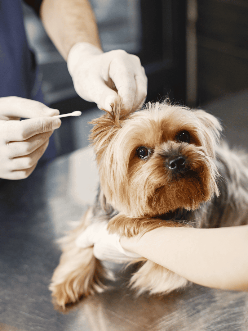 Cute dog getting vaccinated at vet clinic.