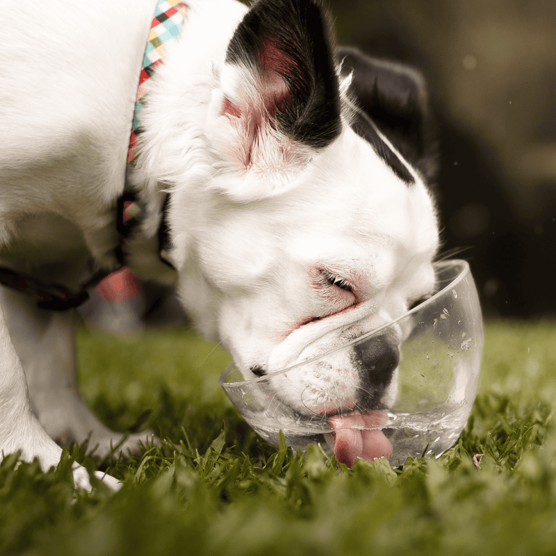 Cute dog drinking water from a clear bowl on grass, emphasizing pet hydration and wellness.