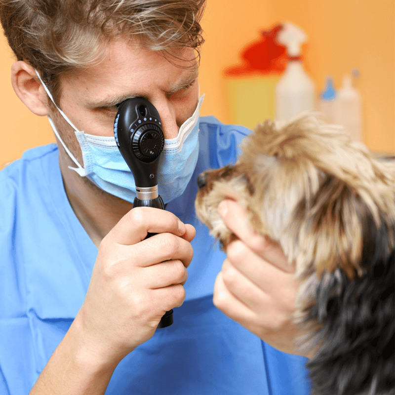 Close-up of vet using otoscope to check dog's ears during a health check.