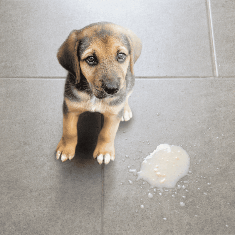 Adorable puppy with a puddle of liquid on the floor, ideal for pet training, puppy accident management.