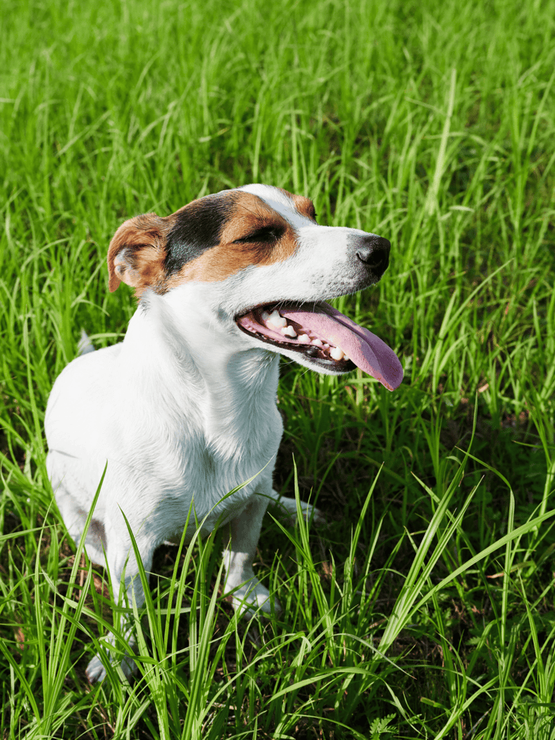 Cheerful dog outdoor, happy Jack Russell enjoying nature and sunshine.