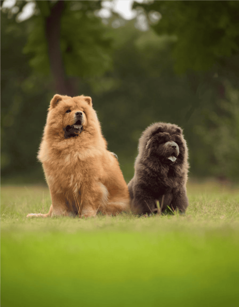 Playful fluffy chow chows outdoors with green trees in background, showcasing dog grooming and care services.