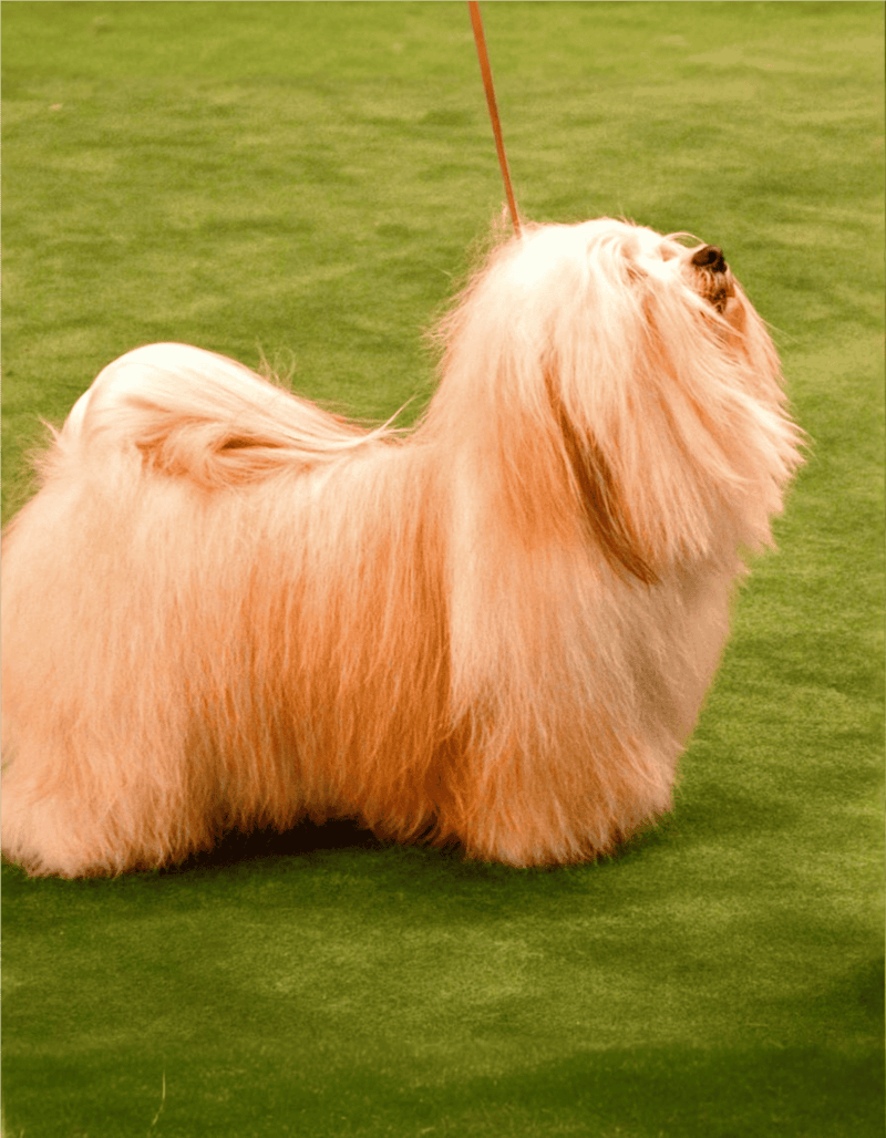Groomed Lhasa Apso with long silky coat at dog show.