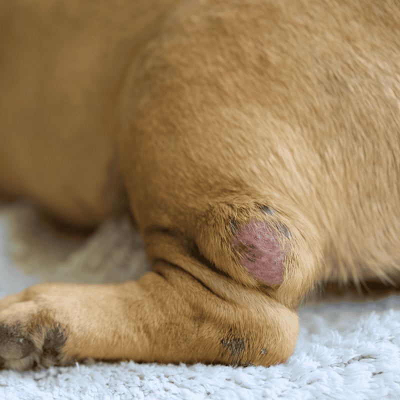 Close-up of a dog's skin irritation and healing sore on the paw, emphasizing dog skin health and care.