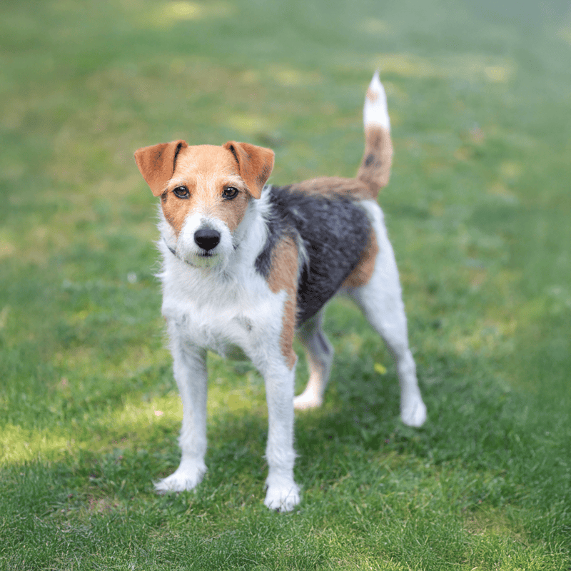 Cute Jack Russell Terrier standing on green grass, looking at camera with alert expression.