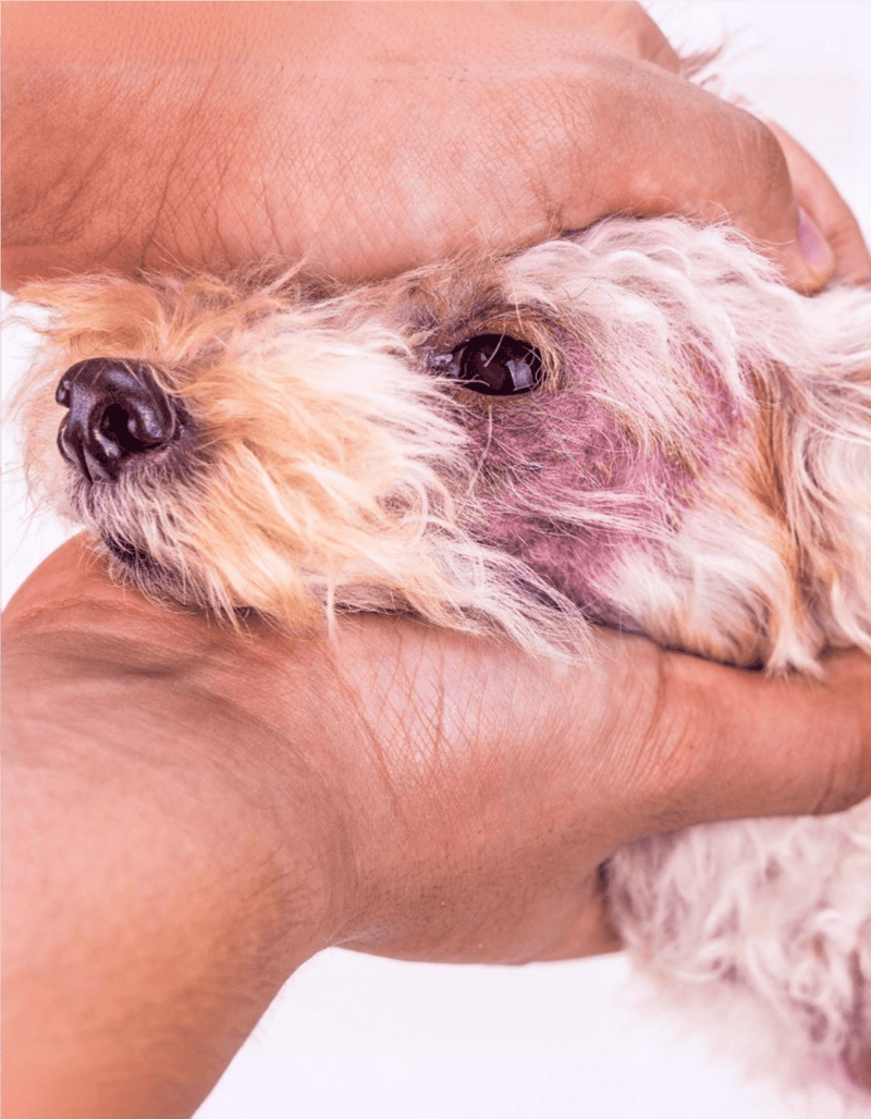 Friendly veterinarian caring for anxious or stressed dogs.