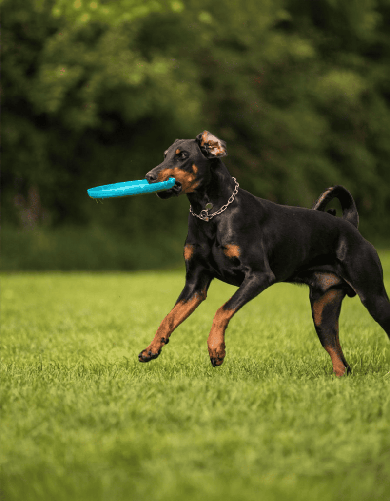 Dog playing fetch with frisbee in lush green park, Rottweiler enjoying active outdoor fun.