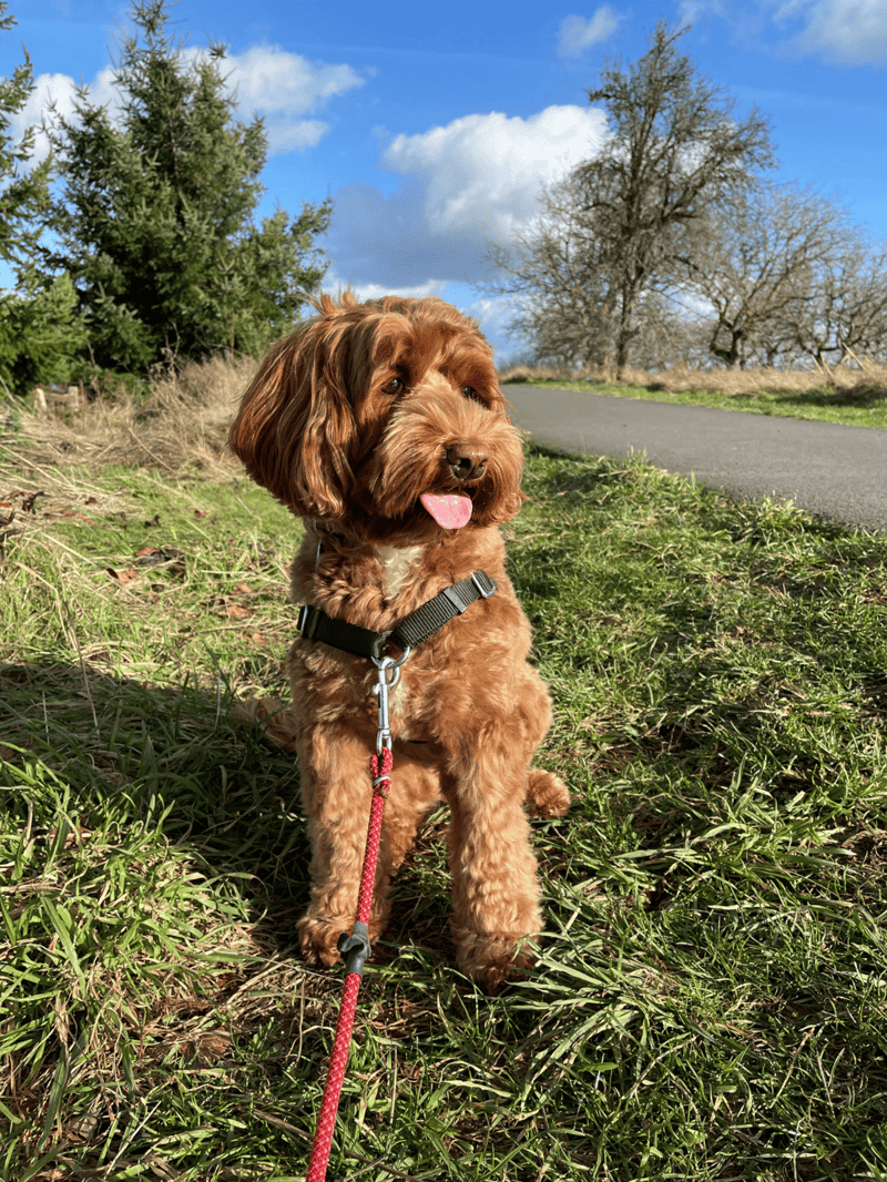Bright, cheerful image of a fluffy brown Labradoodle puppy sitting on grass during a sunny day, wearing a harness and leash.