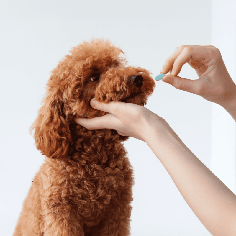 Cute poodle dog getting its vaccine from veterinarian, healthcare and pet care for dogs.