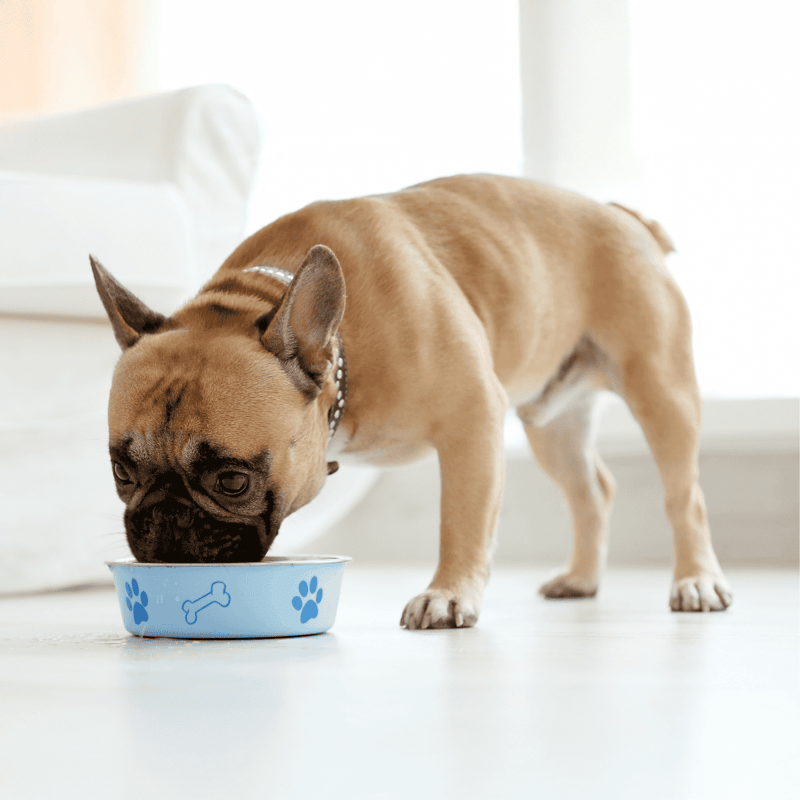 Dog food bowl with paw print design for pets.