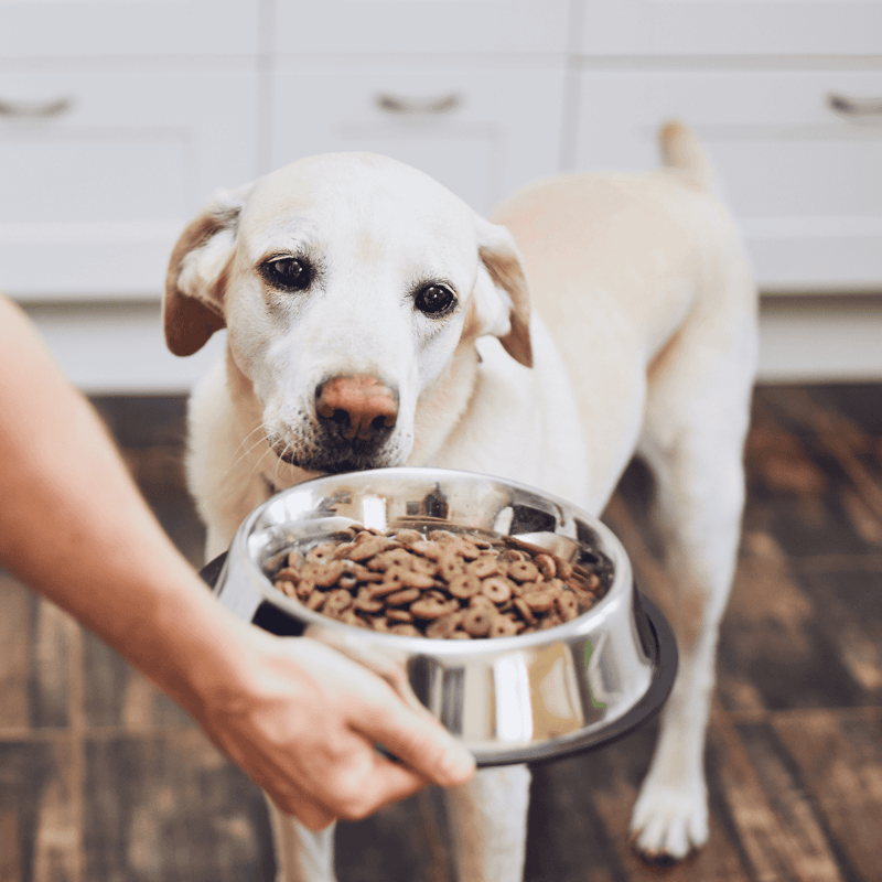 A friendly dog being fed from a stainless steel bowl filled with kibble, indoors.
