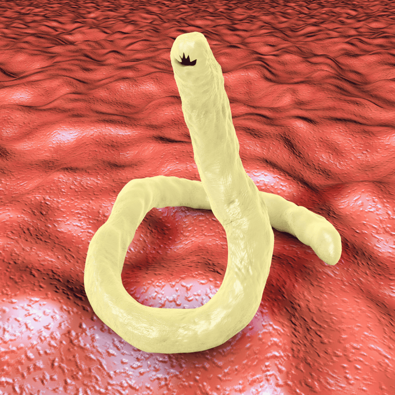 ALT: 3D illustration of Toxoplasma gondii parasite infecting human tissue, pathogenic protozoa health risk.