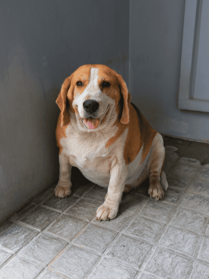 Adorable Beagle with a friendly expression sitting on tile floor.