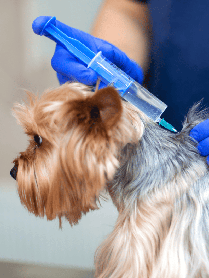 Dog receiving veterinary vaccination or treatment, ensuring pet health and safety.