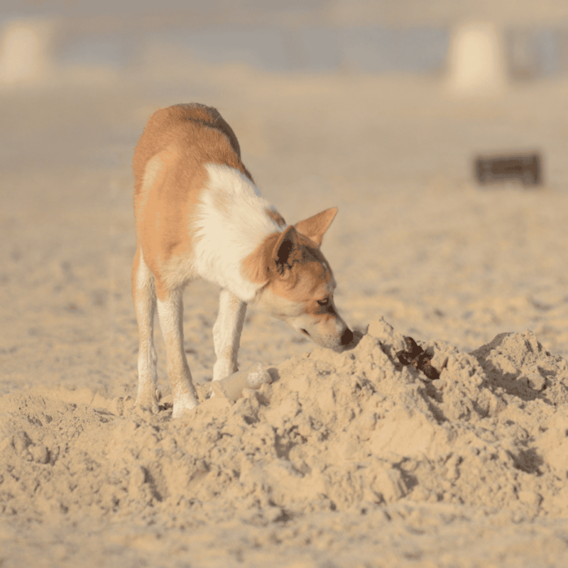 Dog digging in the sand at the beach, perfect for outdoor dog activities and pet play areas.