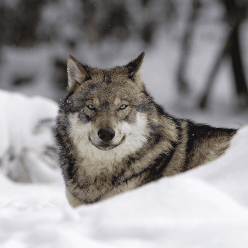 Dogfix.com, wolf in snow, wildlife, nature, wild animal, winter scene, outdoor, predator, wilderness, animal photography, Arctic, fur coat, forest background.