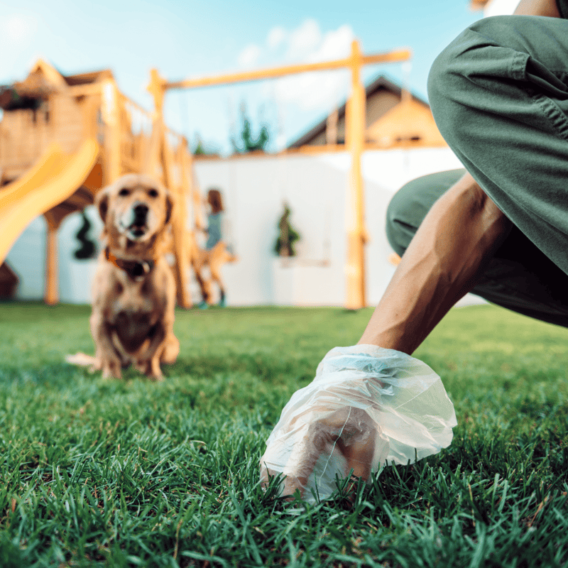 Dog grooming and cleaning outdoor scene with a person in protective gloves.