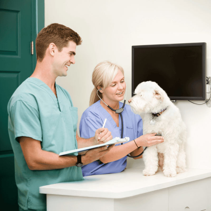 Veterinarian examining a puppy with a stethoscope, showing animal health and veterinary services.