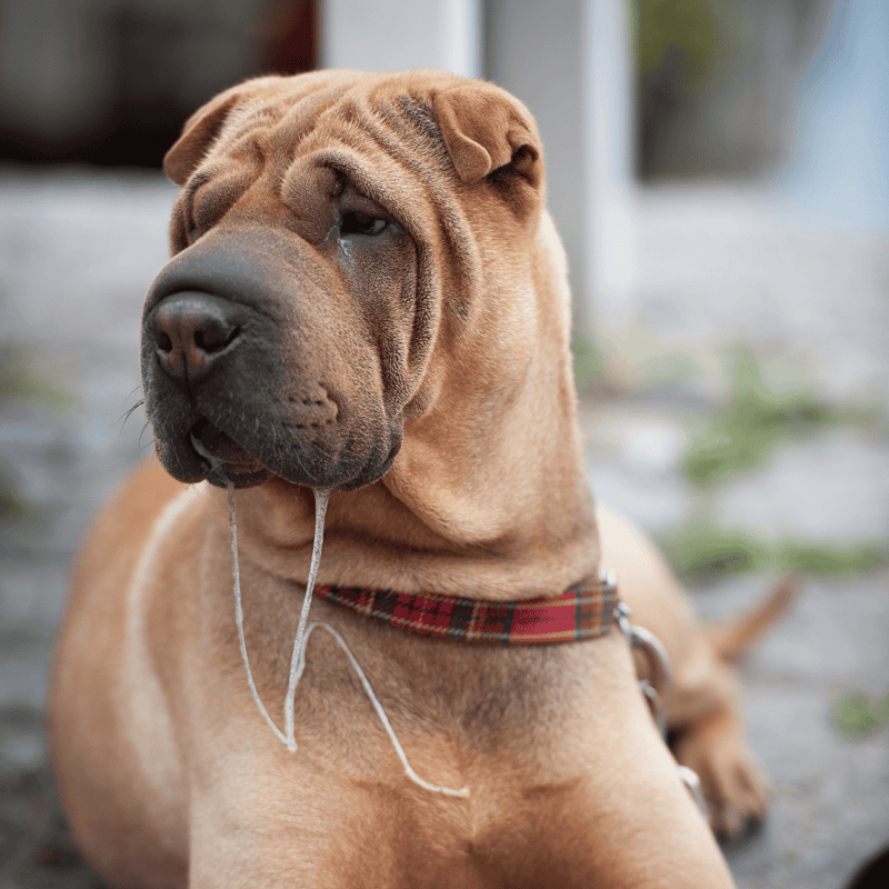 Dog Mastiff breed resting outside.
