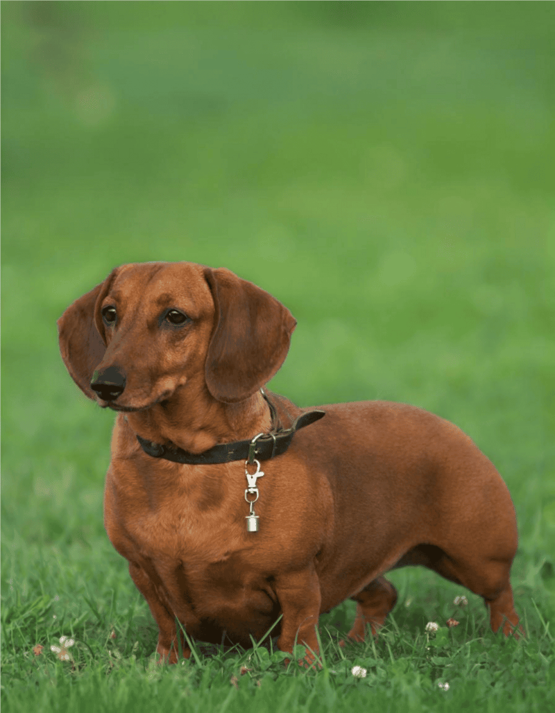 Adorable brown Dachshund standing on grass with a black collar and leash.