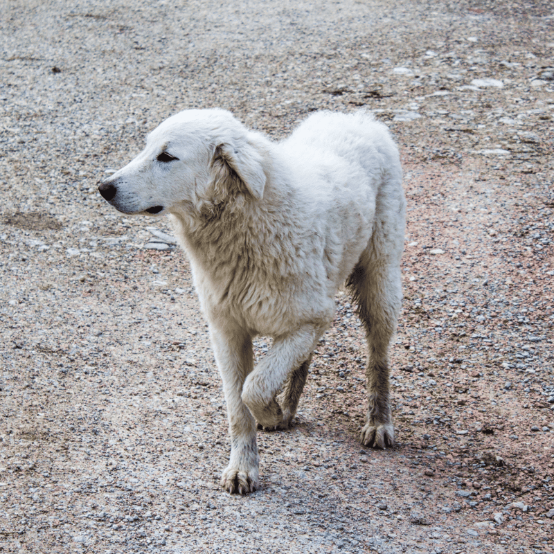 Adorable fluffy white puppy standing outdoors on gravel ground, looking to the side.