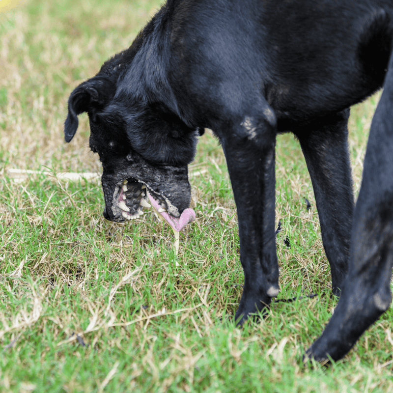 Close-up of a black dog licking grass outdoors, showcasing grooming and pet care.